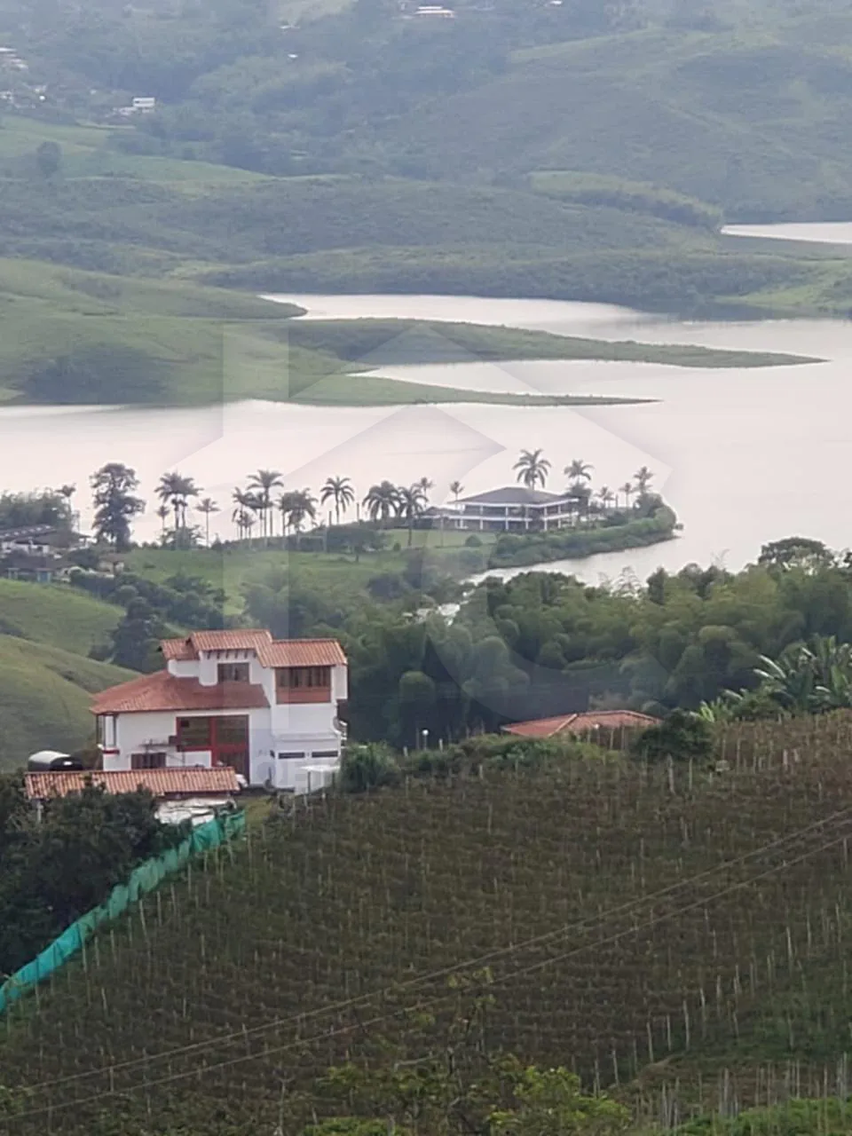 palo negro Jiguales yotoco